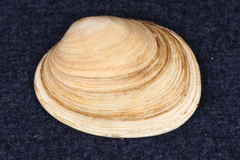 Venerupis largillierti