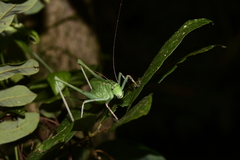 Mecopoda elongata