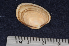 Venerupis largillierti