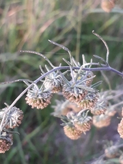 Artemisia jacutica