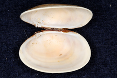 Venerupis largillierti