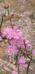 Hypocalymma robustum