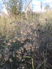 Artemisia jacutica