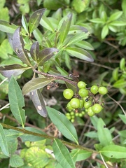Ligustrum vulgare
