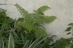 Pteris tripartita