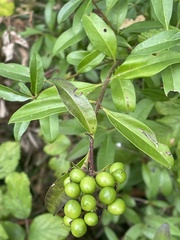 Ligustrum vulgare