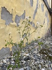 Senecio vulgaris