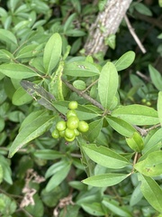 Ligustrum vulgare