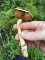 Cortinarius subtortus