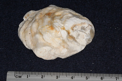 Ostrea chilensis