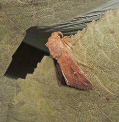 Mythimna albipuncta