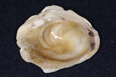Ostrea chilensis