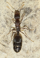 Monomorium subopacum