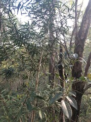 Tristaniopsis laurina