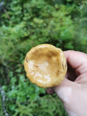 Cortinarius subtortus