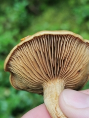 Cortinarius subtortus