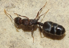 Monomorium subopacum