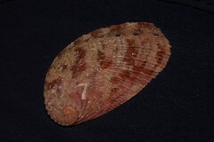 Haliotis elegans