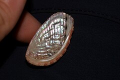 Haliotis elegans