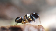 Harmochirus brachiatus