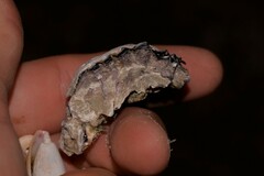 Saccostrea cuccullata