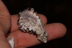 Saccostrea cuccullata