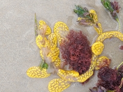 Botrylloides perspicuus