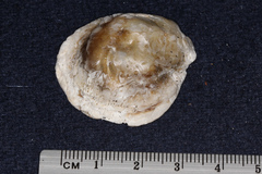 Ostrea chilensis