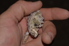 Saccostrea cuccullata