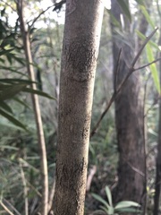 Tristaniopsis laurina