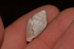 Conus dorreensis