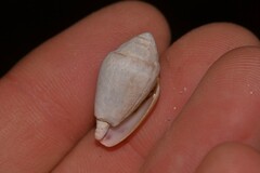Conus dorreensis