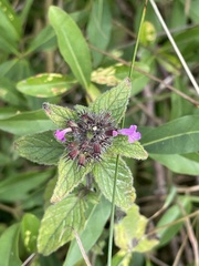 Clinopodium vulgare