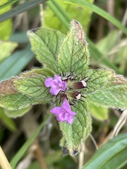Clinopodium vulgare