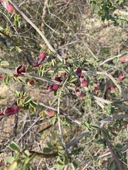 Adenolobus garipensis