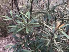 Tristaniopsis laurina