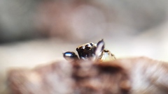 Harmochirus brachiatus