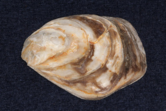 Ostrea chilensis