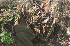 Combretum erythrophyllum