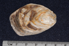 Ostrea chilensis