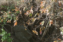 Combretum erythrophyllum