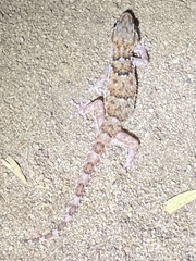 Chondrodactylus bibronii