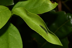 Uresiphita