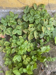 Fragaria vesca