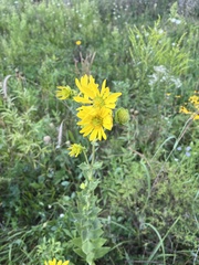 Silphium integrifolium