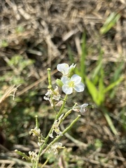 Diplotaxis erucoides