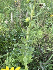 Silphium integrifolium