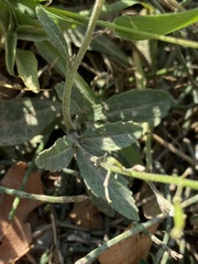Diplotaxis erucoides