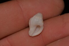 Muricidae