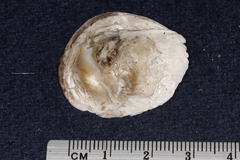 Ostrea chilensis